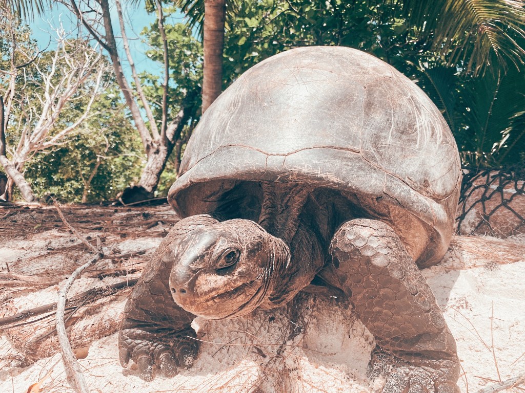 Seychelles tortoise